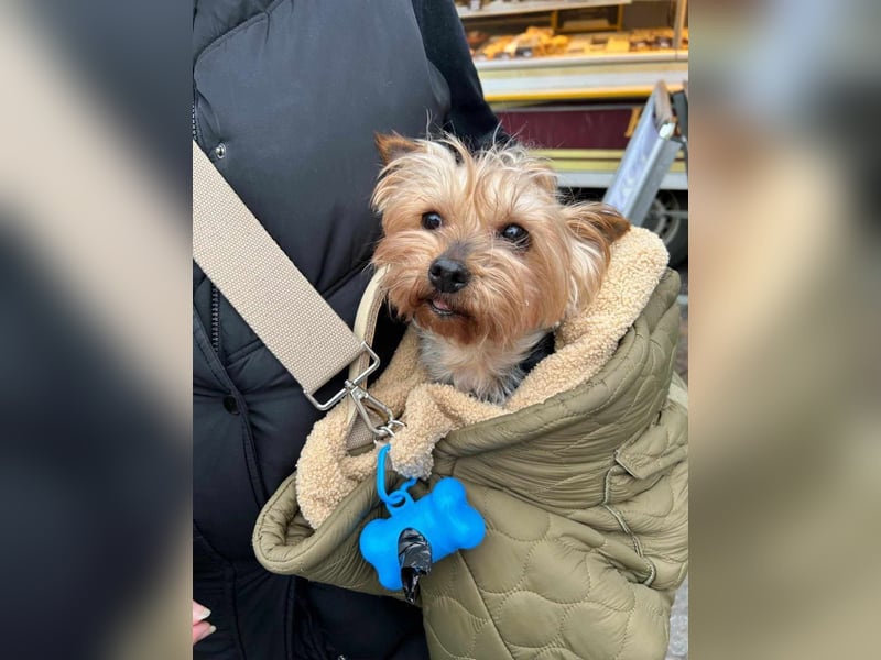 Elli - Hundeomi sucht Traumzuhause