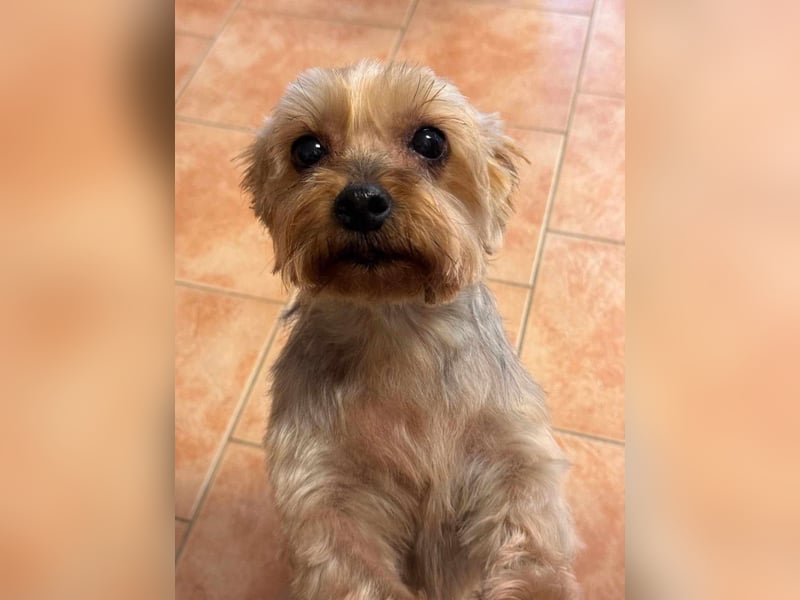 Elli - Hundeomi sucht Traumzuhause