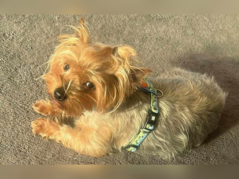 Elli - Hundeomi sucht Traumzuhause