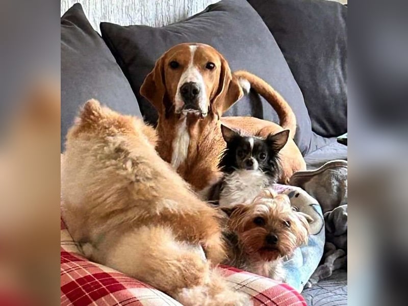 Elli - Hundeomi sucht Traumzuhause