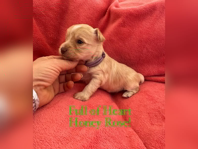 Yorkshire terrier golddust Hündin
