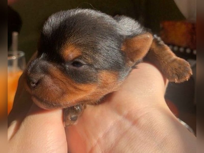 Yorkshire Terrier Welpen ab der 12. Woche von privat zu verkaufen
