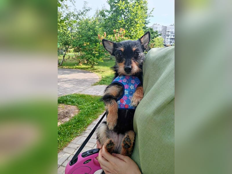 kleiner Sonnenschein Julietta sucht dich!