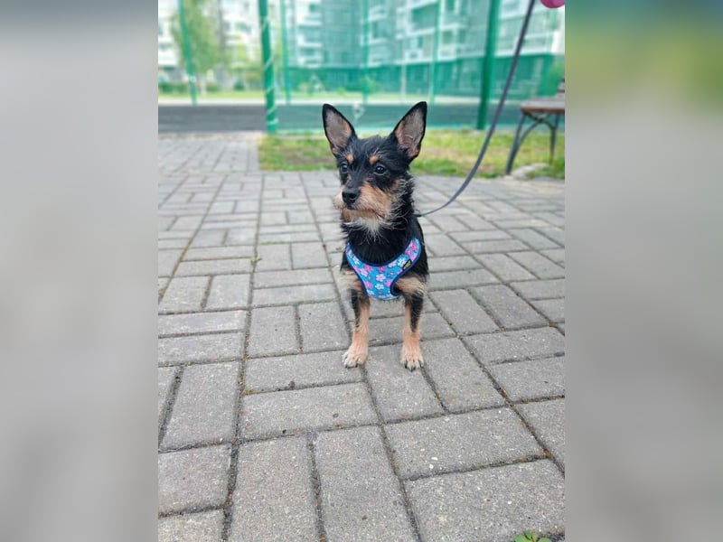kleiner Sonnenschein Julietta sucht dich!