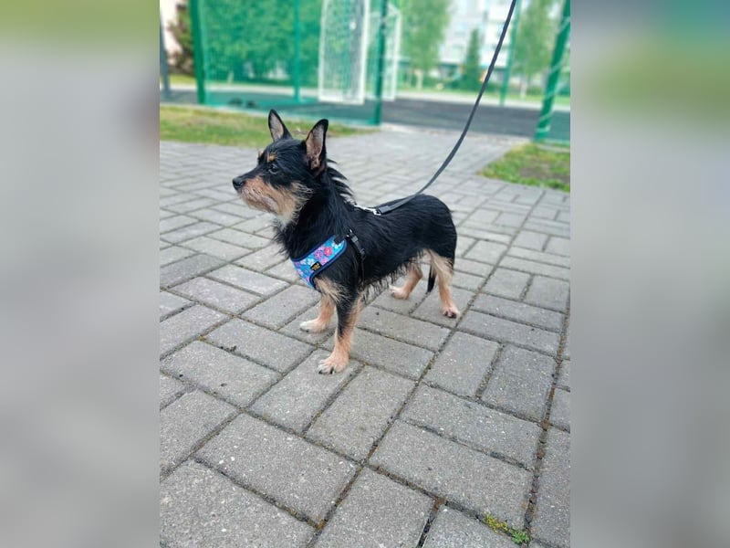 kleiner Sonnenschein Julietta sucht dich!
