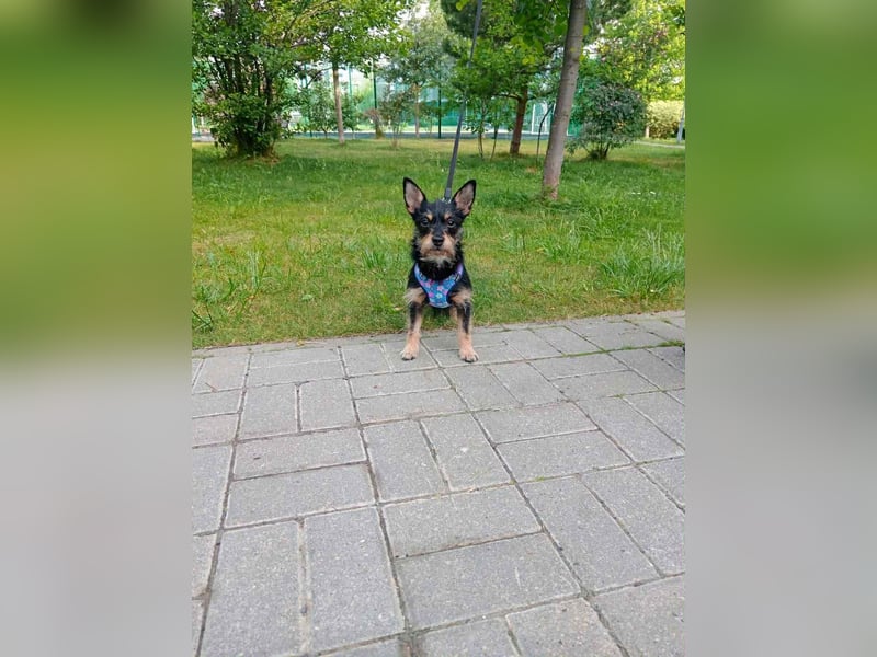 Verspielte Julietta sucht ihre Menschen