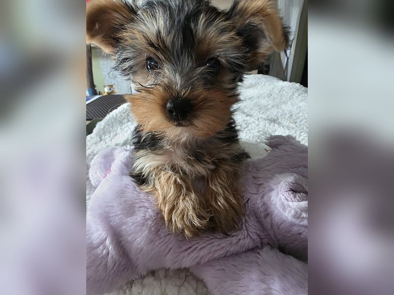 Yorkie-terrier Welpen
