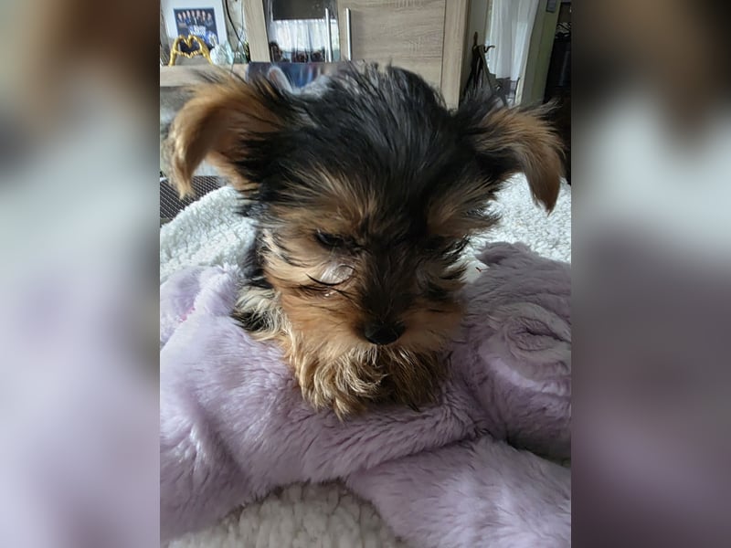 Yorkie-terrier Welpen