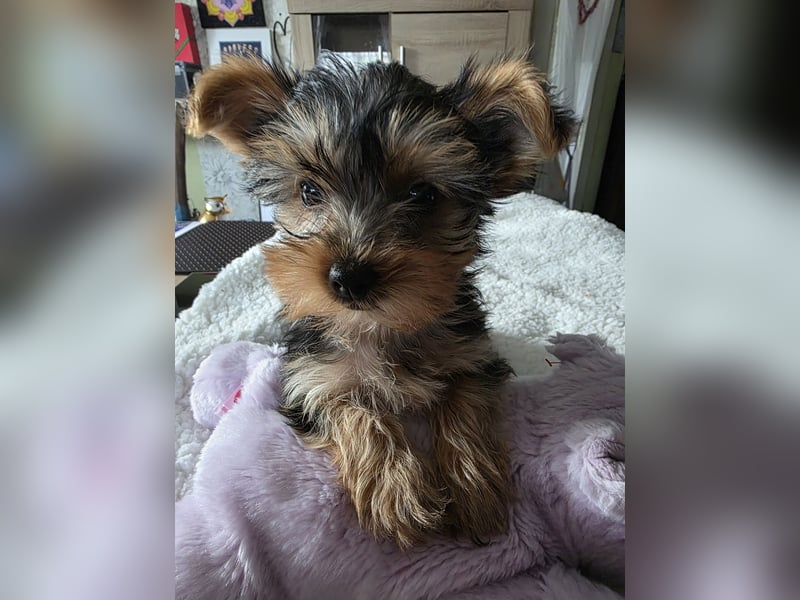 Yorkie-terrier Welpen