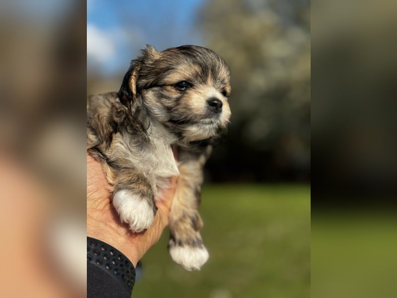 2 Zuckersüße „Morkie's" Mama: Mini Yorkshire, Papa: Mini Malteser