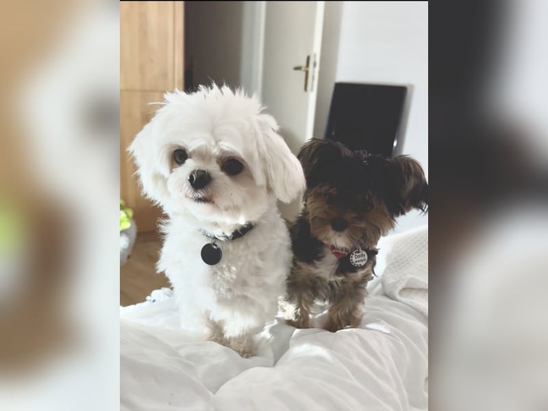 2 Zuckersüße „Morkie's" Mama: Mini Yorkshire, Papa: Mini Malteser