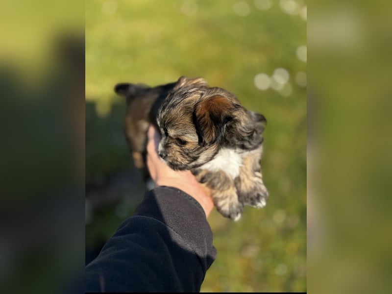 2 Zuckersüße „Morkie's" Mama: Mini Yorkshire, Papa: Mini Malteser