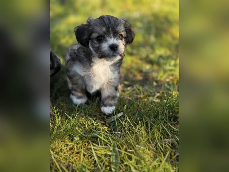 2 Zuckersüße „Morkie's" Mama: Mini Yorkshire, Papa: Mini Malteser