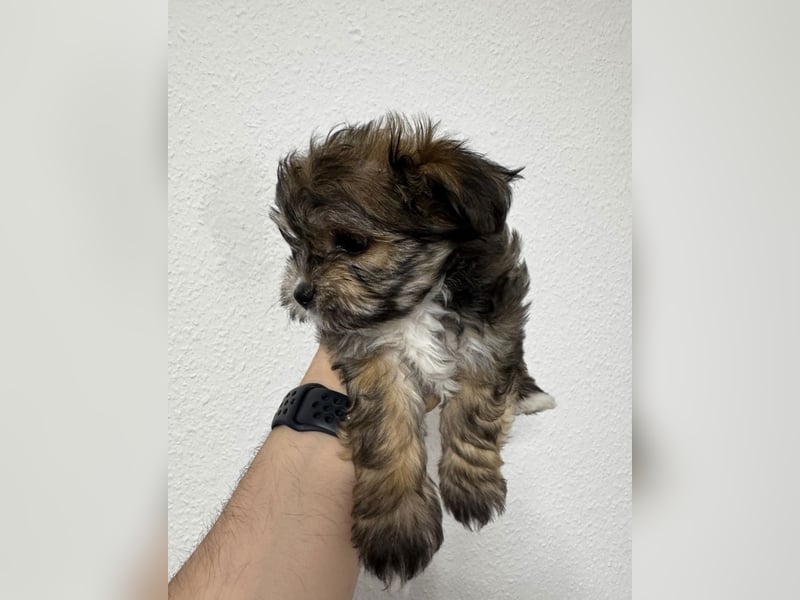 2 Zuckersüße „Morkie's" Mama: Mini Yorkshire, Papa: Mini Malteser