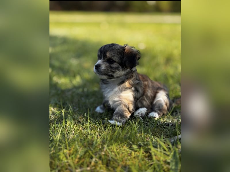 2 Zuckersüße „Morkie's" Mama: Mini Yorkshire, Papa: Mini Malteser