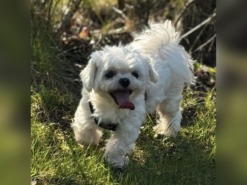 2 Zuckersüße „Morkie's" Mama: Mini Yorkshire, Papa: Mini Malteser