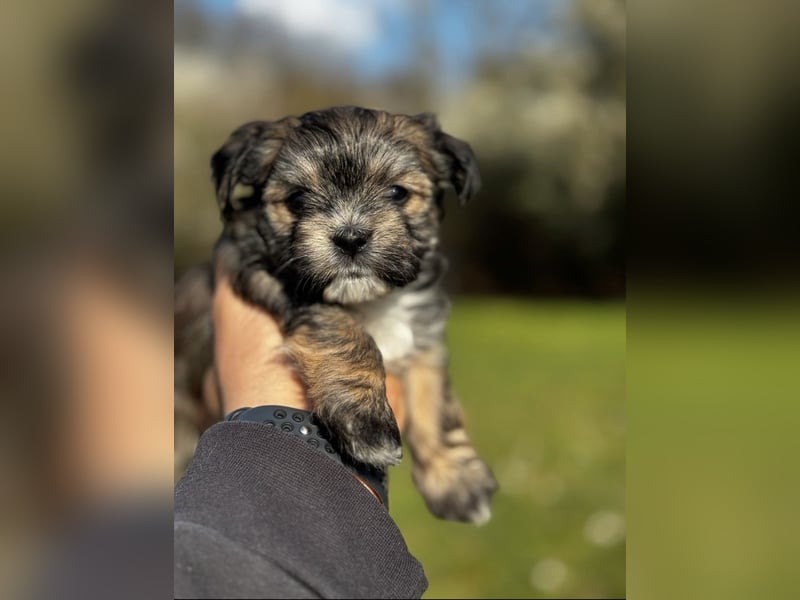2 Zuckersüße „Morkie's" Mama: Mini Yorkshire, Papa: Mini Malteser
