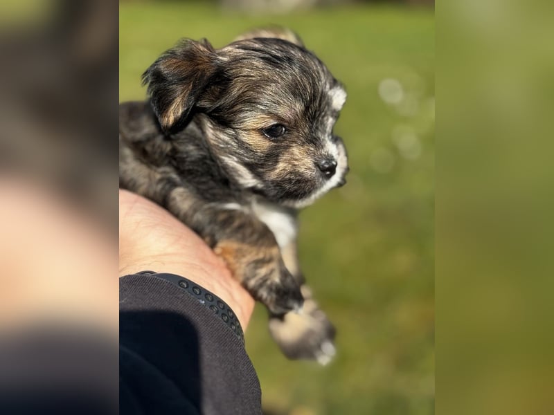 2 Zuckersüße „Morkie's" Mama: Mini Yorkshire, Papa: Mini Malteser
