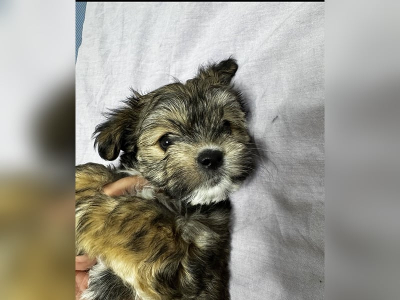 2 Zuckersüße „Morkie's" Mama: Mini Yorkshire, Papa: Mini Malteser