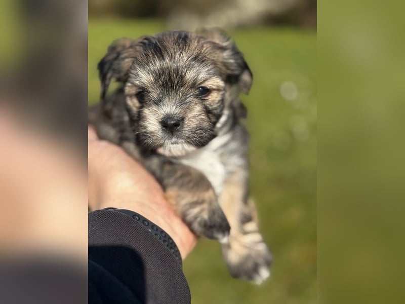 2 Zuckersüße „Morkie's" Mama: Mini Yorkshire, Papa: Mini Malteser