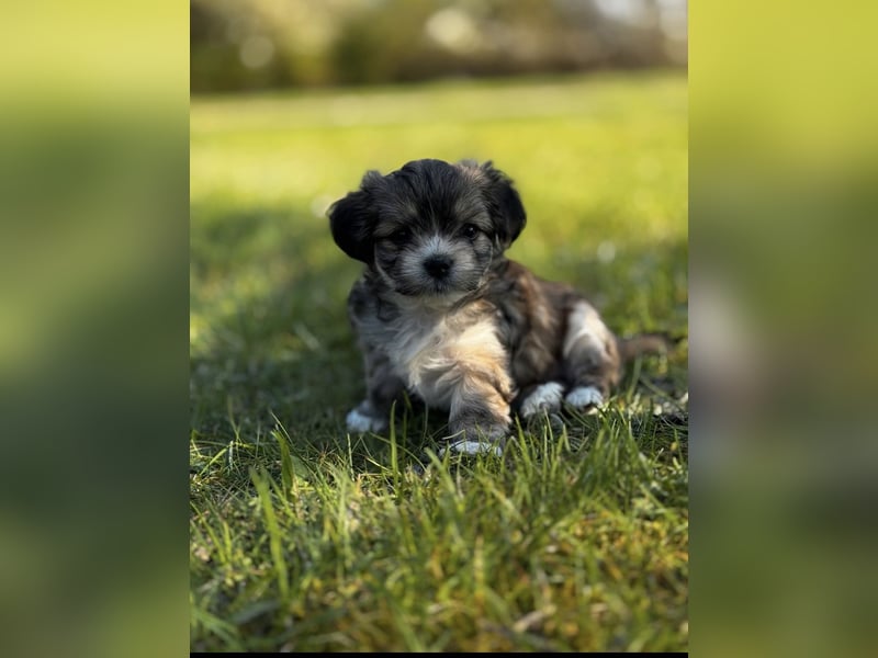 2 Zuckersüße „Morkie's" Mama: Mini Yorkshire, Papa: Mini Malteser