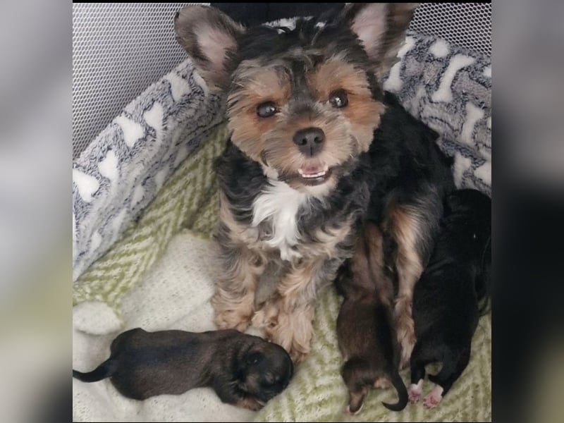 2 Zuckersüße „Morkie's" Mama: Mini Yorkshire, Papa: Mini Malteser
