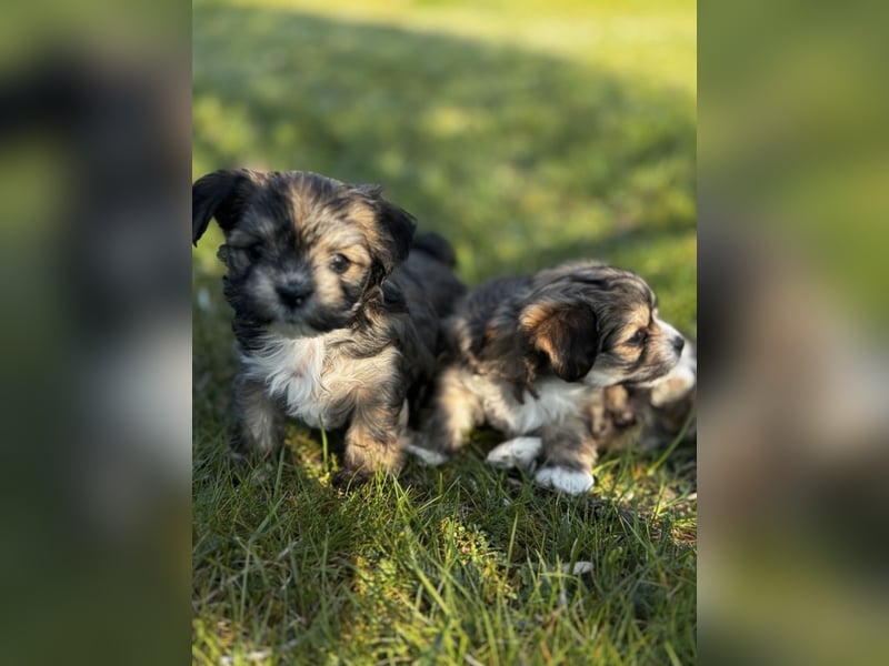 2 Zuckersüße „Morkie's" Mama: Mini Yorkshire, Papa: Mini Malteser