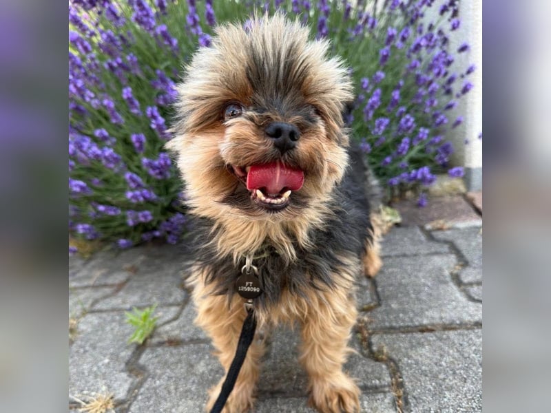 Ivy - selbstsicher und offen