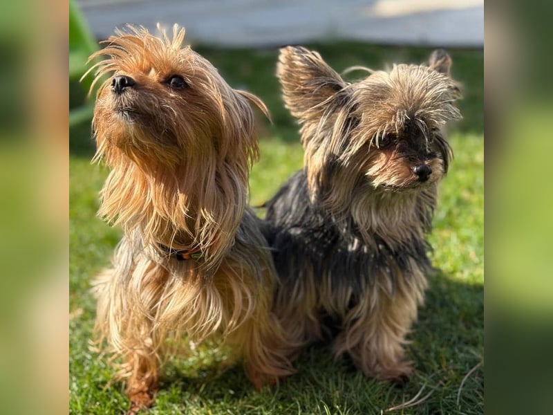 Ivy - selbstsicher und offen