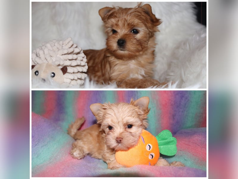 Yorkshire Terrier Welpen white chocolate / sable