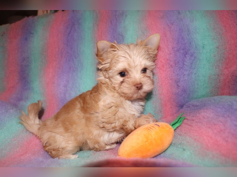 Yorkshire Terrier Welpen white chocolate / sable