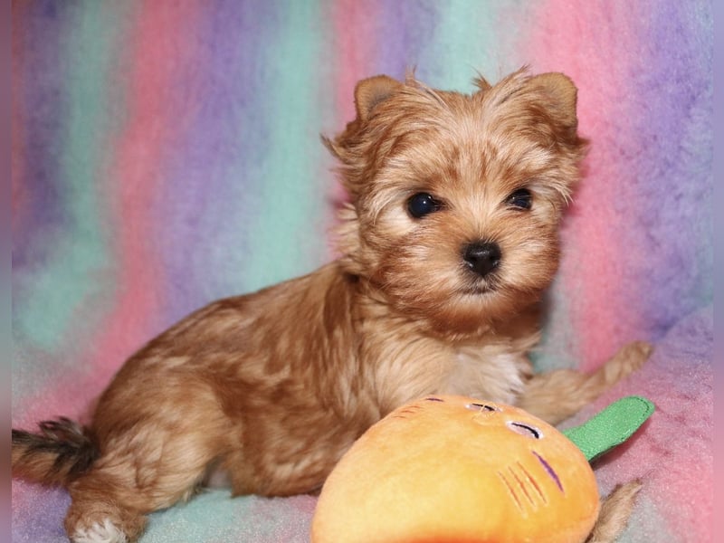 Yorkshire Terrier Welpen white chocolate / sable