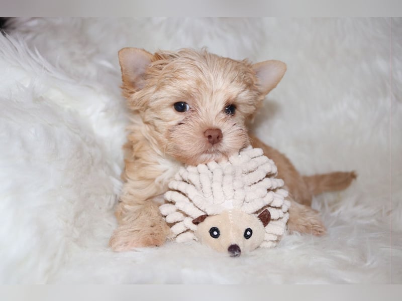 Yorkshire Terrier Welpen white chocolate / sable