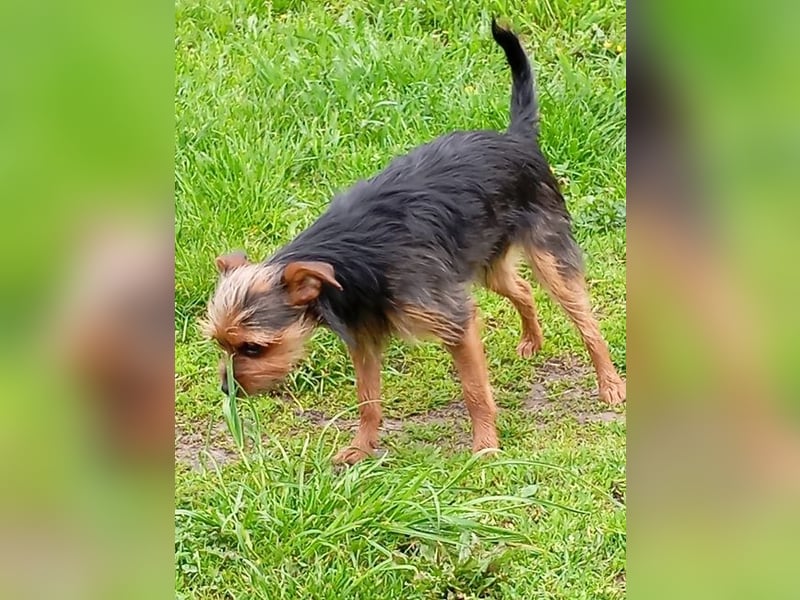 Molly S261 ist zuckersüß und sanft