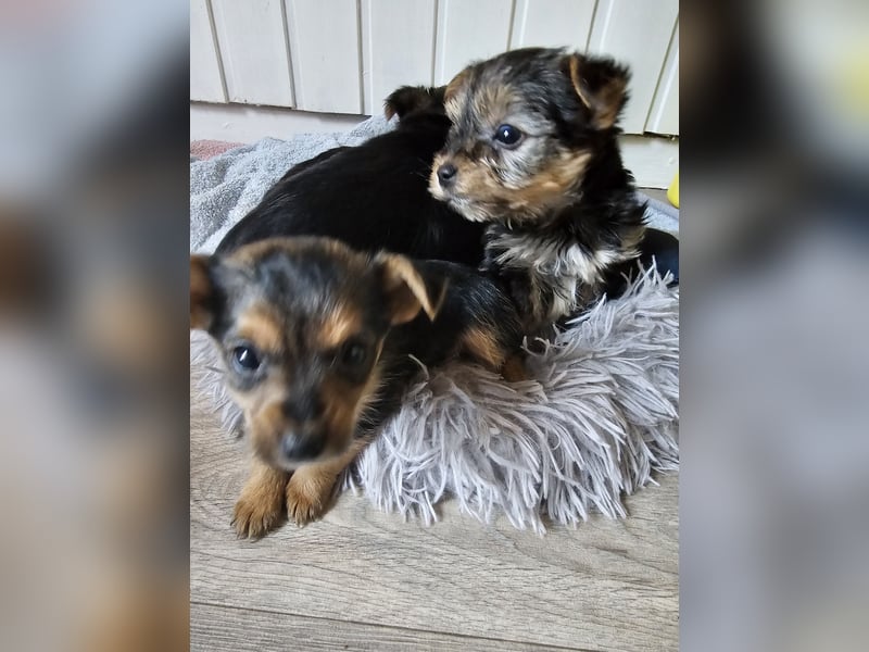 Yorkshire Terrier Wurf