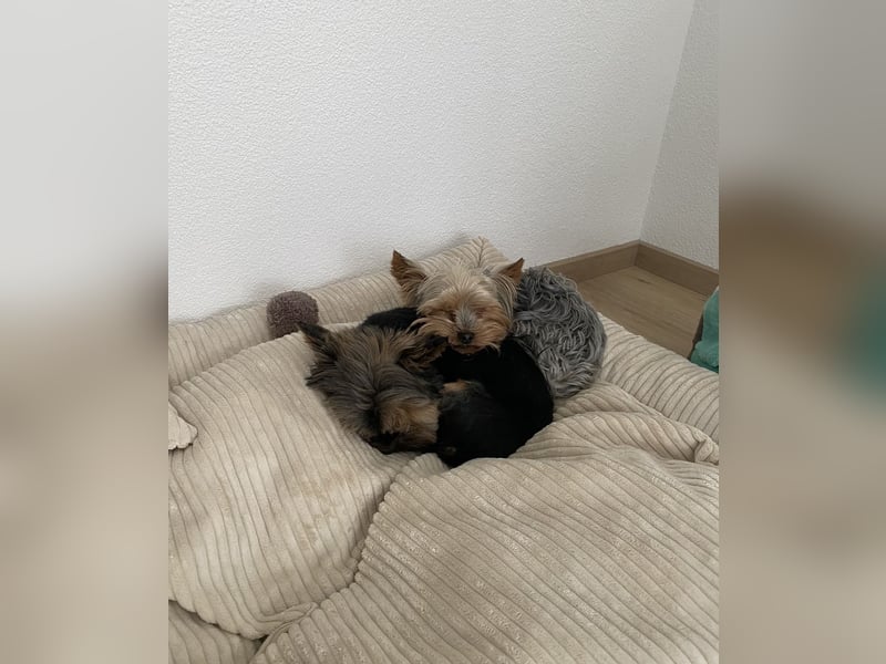 Der letzte Mini Yorkshire Terrier Welpe Reinrassig -  Weibchen abgabebereit