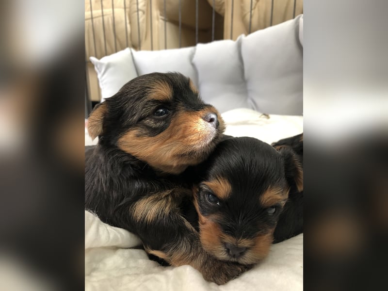 Der letzte Mini Yorkshire Terrier Welpe Reinrassig -  Weibchen abgabebereit