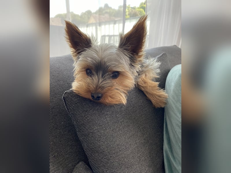 Der letzte Mini Yorkshire Terrier Welpe Reinrassig -  Weibchen abgabebereit