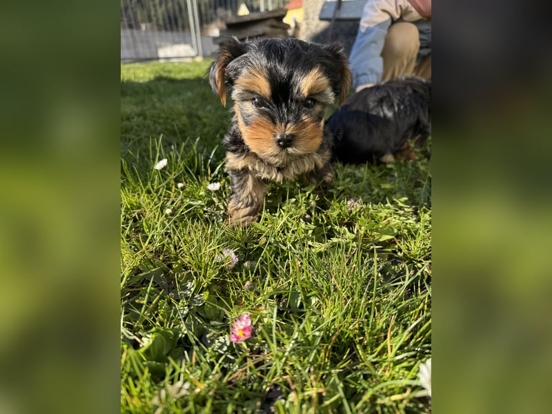 Der letzte Mini Yorkshire Terrier Welpe Reinrassig -  Weibchen abgabebereit