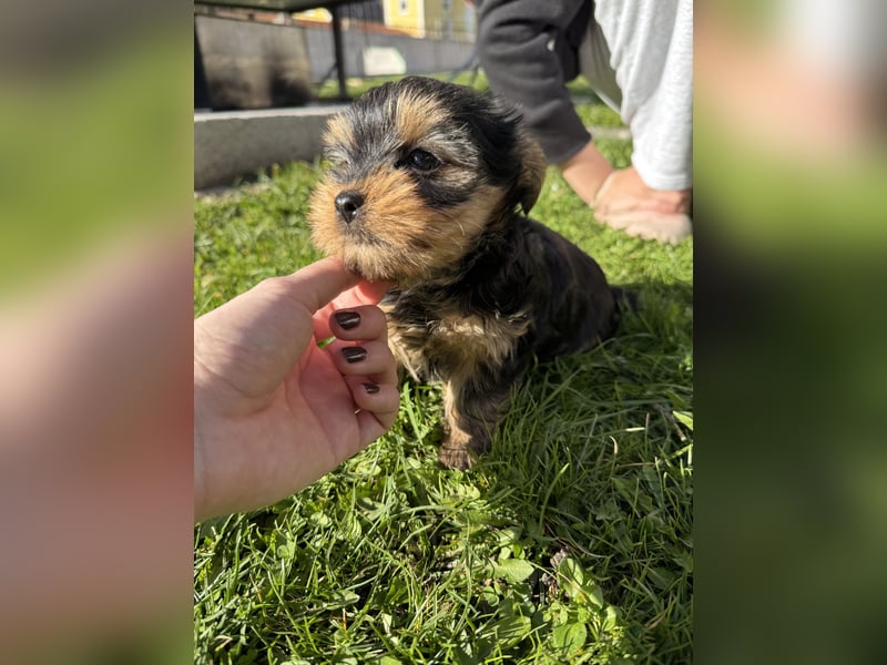Der letzte Mini Yorkshire Terrier Welpe Reinrassig -  Weibchen abgabebereit