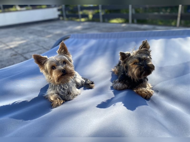 Der letzte Mini Yorkshire Terrier Welpe Reinrassig -  Weibchen abgabebereit