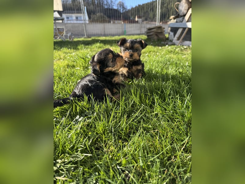 Der letzte Mini Yorkshire Terrier Welpe Reinrassig -  Weibchen abgabebereit