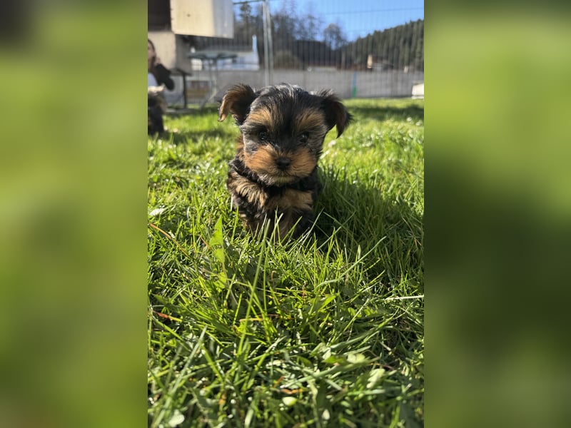 Der letzte Mini Yorkshire Terrier Welpe Reinrassig -  Weibchen abgabebereit