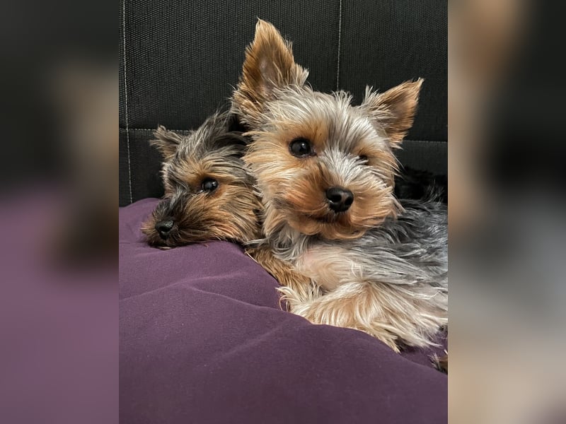 Der letzte Mini Yorkshire Terrier Welpe Reinrassig -  Weibchen abgabebereit