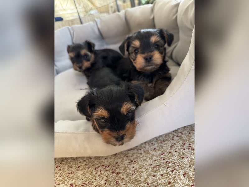 Der letzte Mini Yorkshire Terrier Welpe Reinrassig -  Weibchen abgabebereit