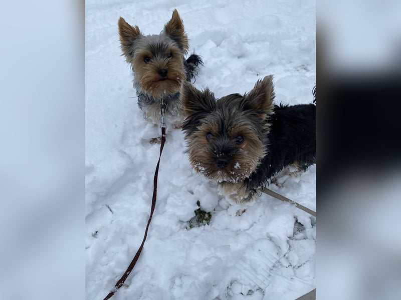 Der letzte Mini Yorkshire Terrier Welpe Reinrassig -  Weibchen abgabebereit