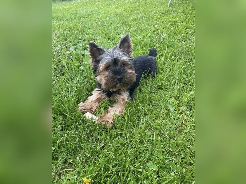 Der letzte Mini Yorkshire Terrier Welpe Reinrassig -  Weibchen abgabebereit