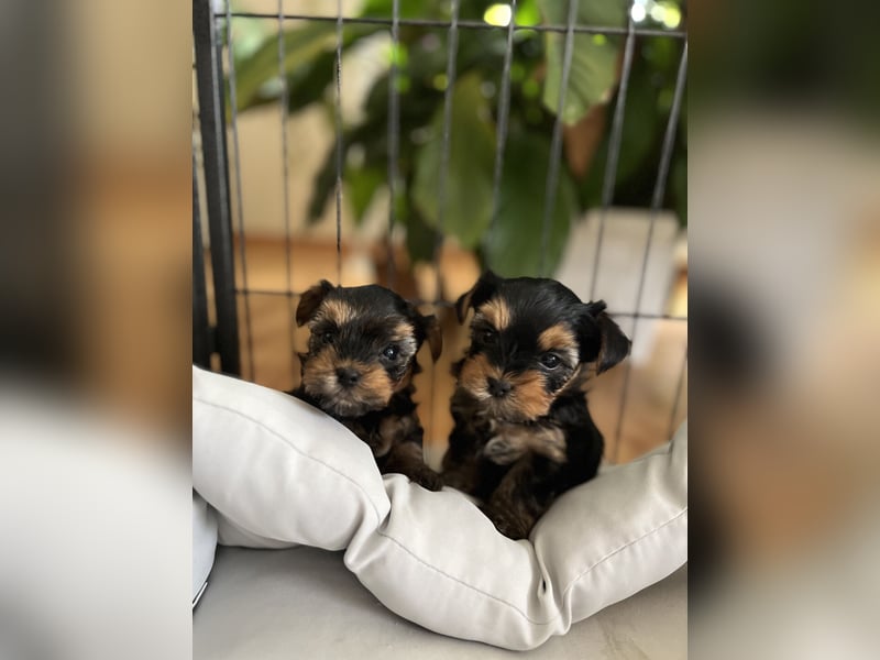 Der letzte Mini Yorkshire Terrier Welpe Reinrassig -  Weibchen abgabebereit