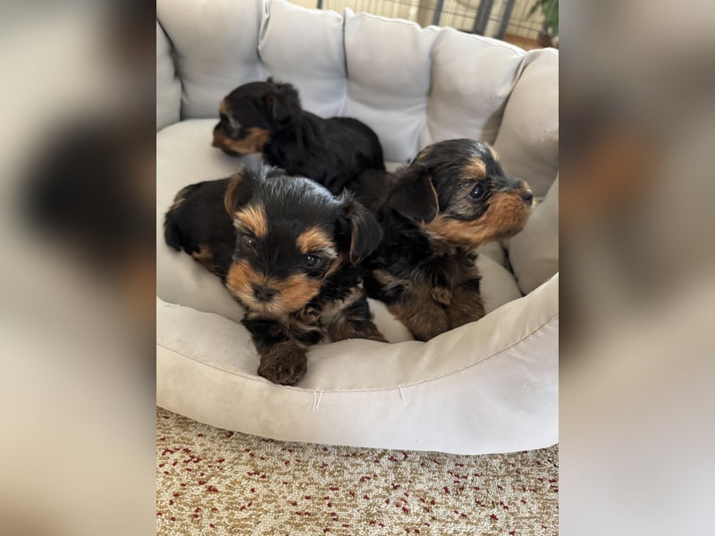 Der letzte Mini Yorkshire Terrier Welpe Reinrassig -  Weibchen abgabebereit