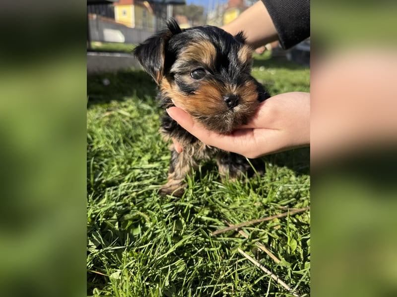Der letzte Mini Yorkshire Terrier Welpe Reinrassig -  Weibchen abgabebereit